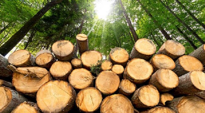 Come creare una filiera del legno di qualità in Piemonte?